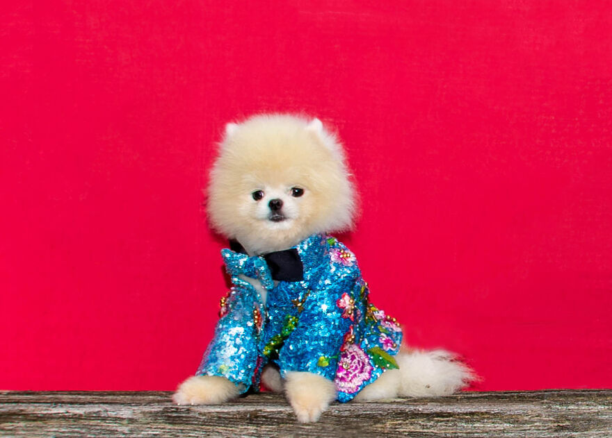 Canines In Haute Couture During New York Fashion Week