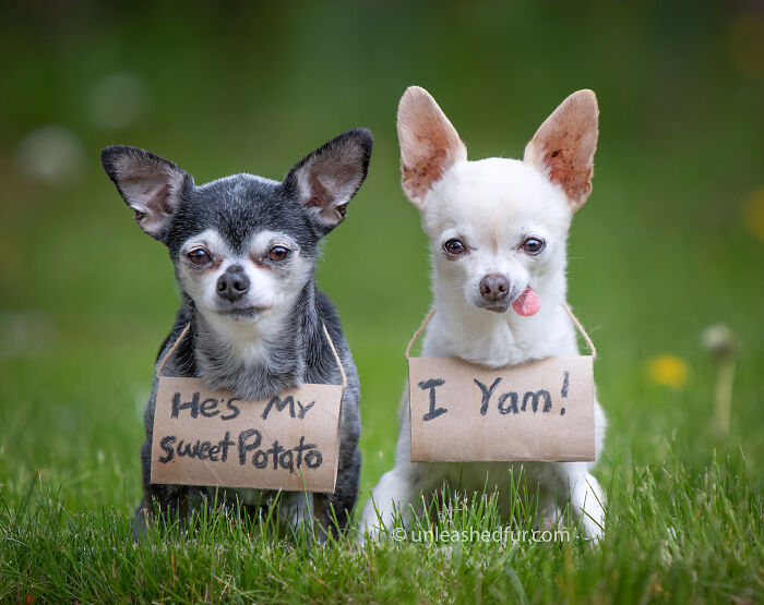My Little Senior Chihuahuas - Taken During The Tp Shortage Of 2020!