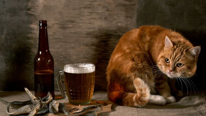 This Is Not My Cat It Is Just A Funny Picture.