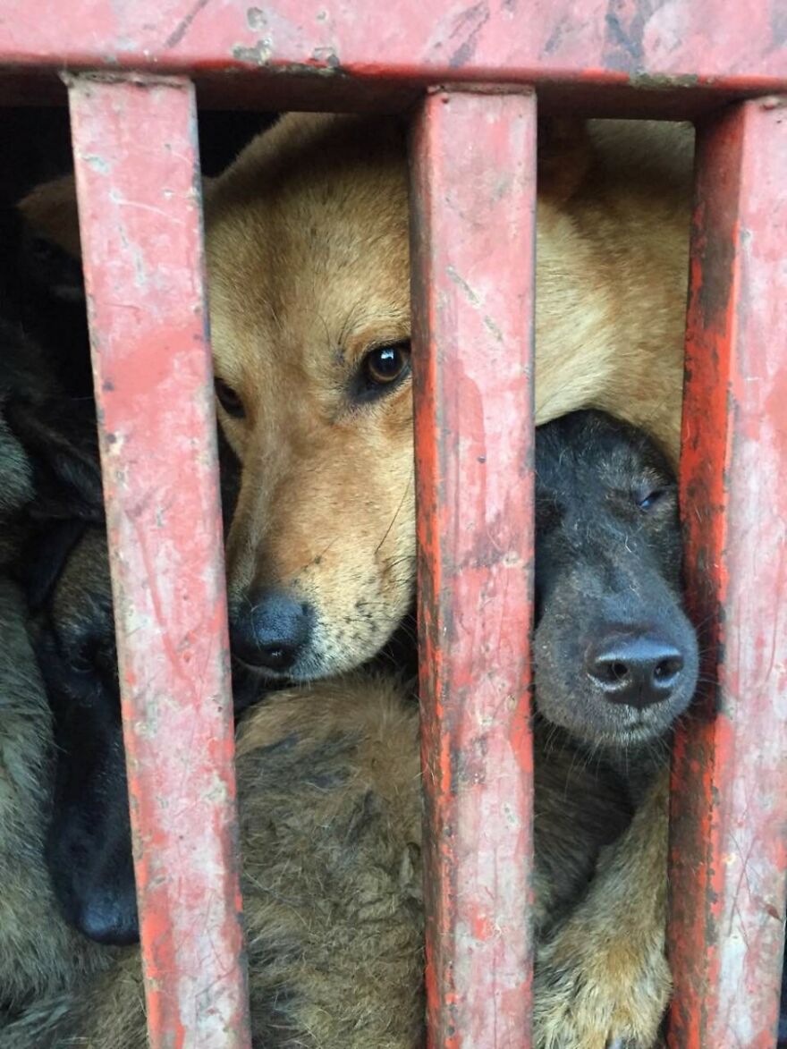 Dogs Experience Care And Love For The First Time After Being Saved From A Meat Farm