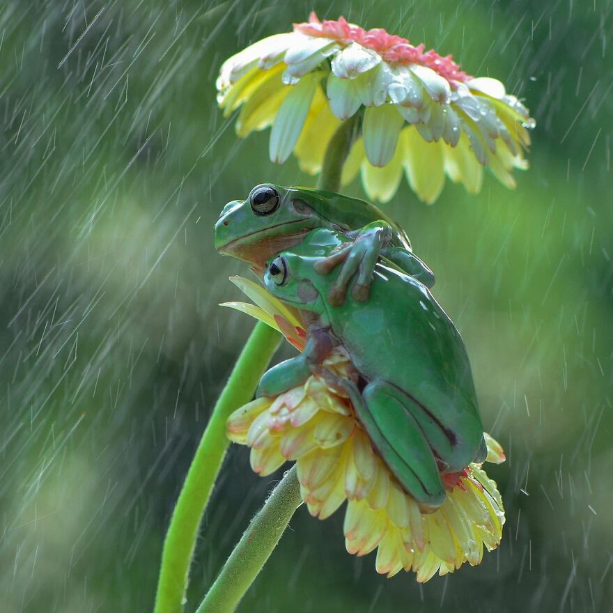 Photographer Takes Pictures Of Small Frogs Using Flowers As Umbrellas And Goes Viral