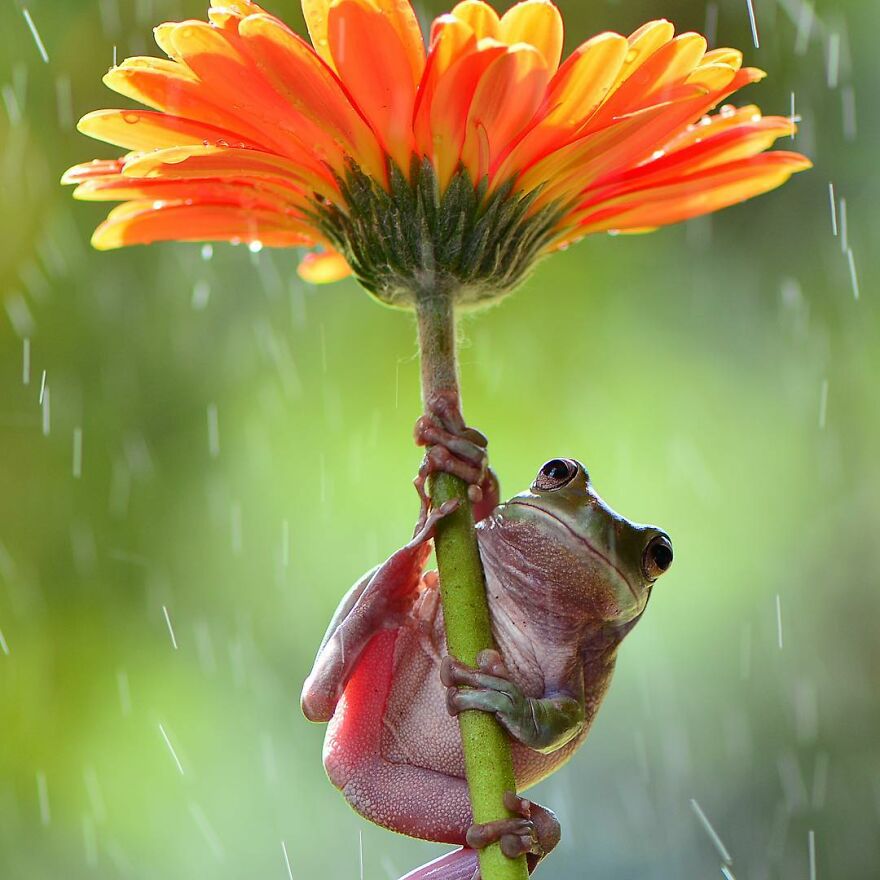 Photographer Takes Pictures Of Small Frogs Using Flowers As Umbrellas And Goes Viral
