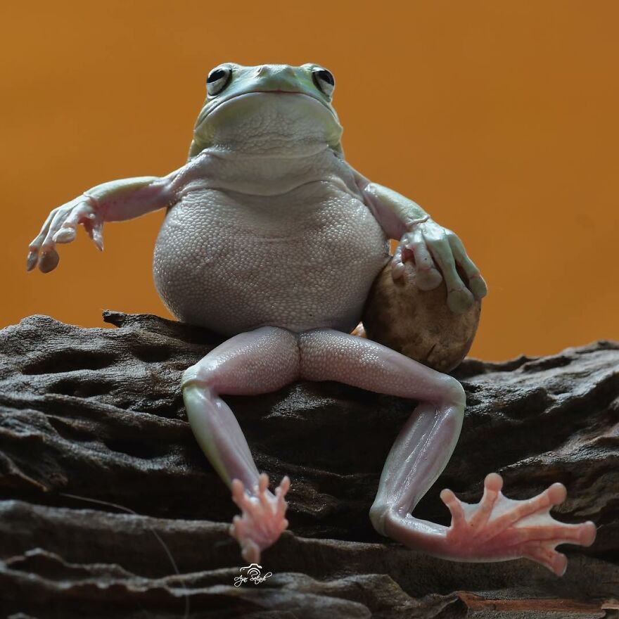 Photographer Takes Pictures Of Small Frogs Using Flowers As Umbrellas And Goes Viral