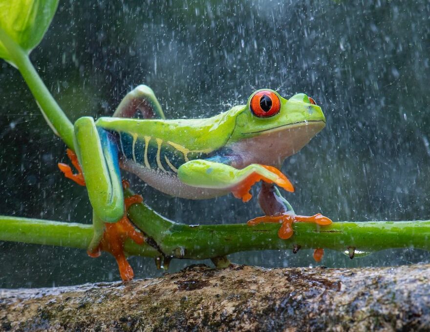 Photographer Takes Pictures Of Small Frogs Using Flowers As Umbrellas And Goes Viral