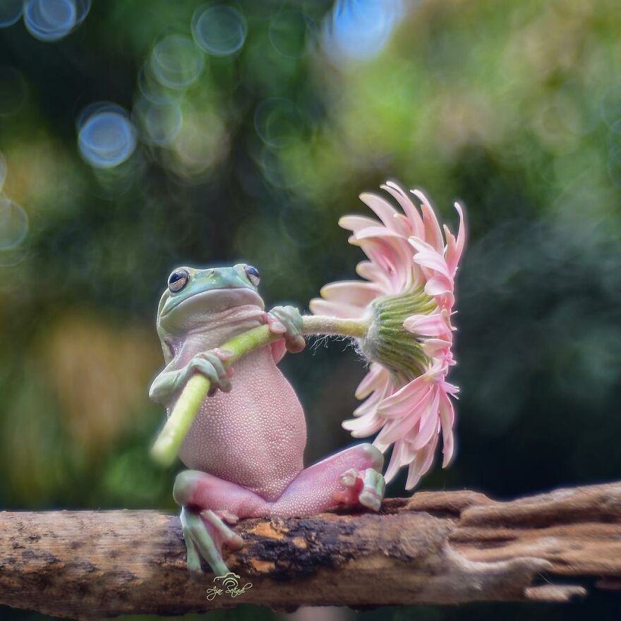Photographer Takes Pictures Of Small Frogs Using Flowers As Umbrellas And Goes Viral