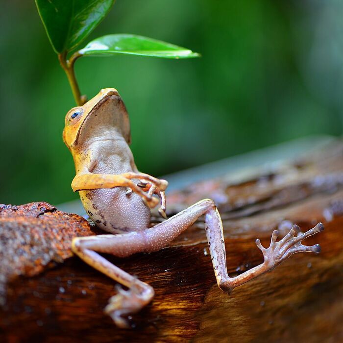 Adorable frog resting on a branch under a small green leaf with a blurred natural background near its habitat