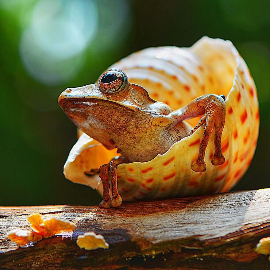 Photographer Takes Pictures Of Small Frogs Using Flowers As Umbrellas And Goes Viral