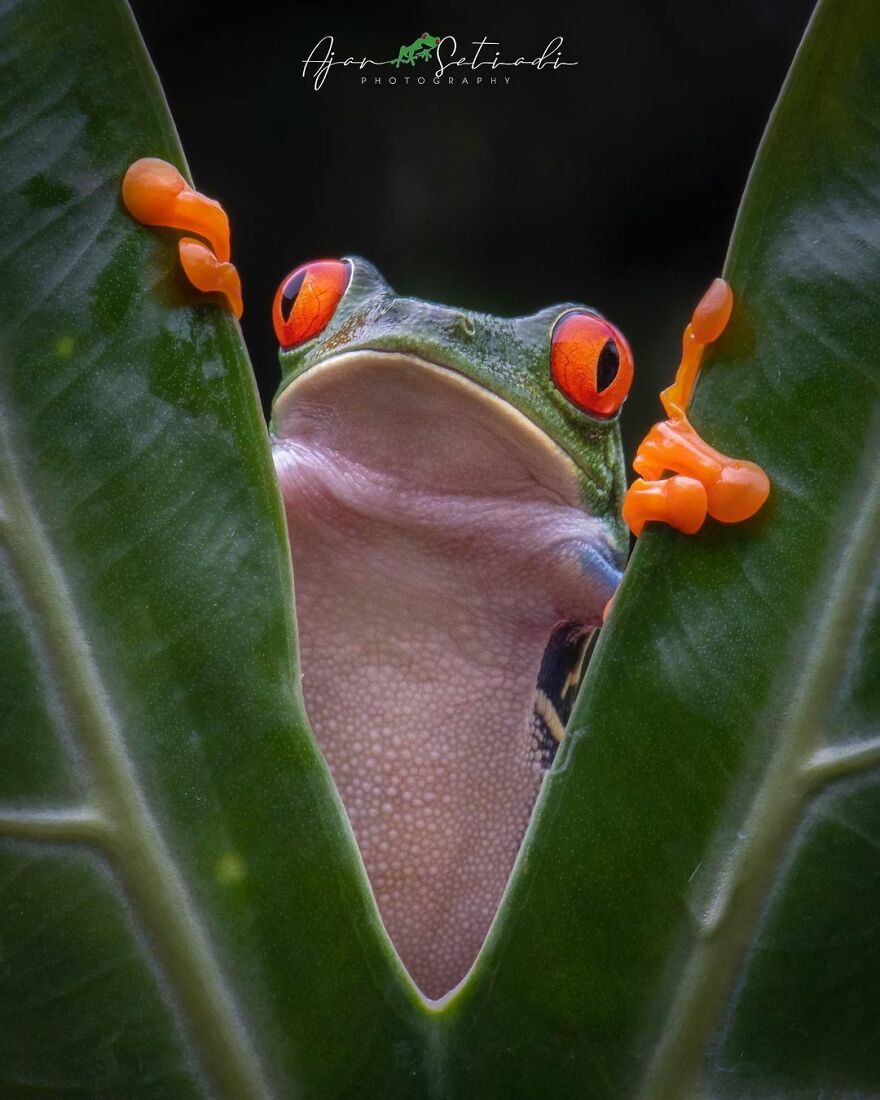 Photographer Takes Pictures Of Small Frogs Using Flowers As Umbrellas And Goes Viral