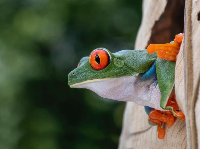 Close-up of an adorable frog with bright red eyes and orange feet perched on a wooden surface near a natural habitat.