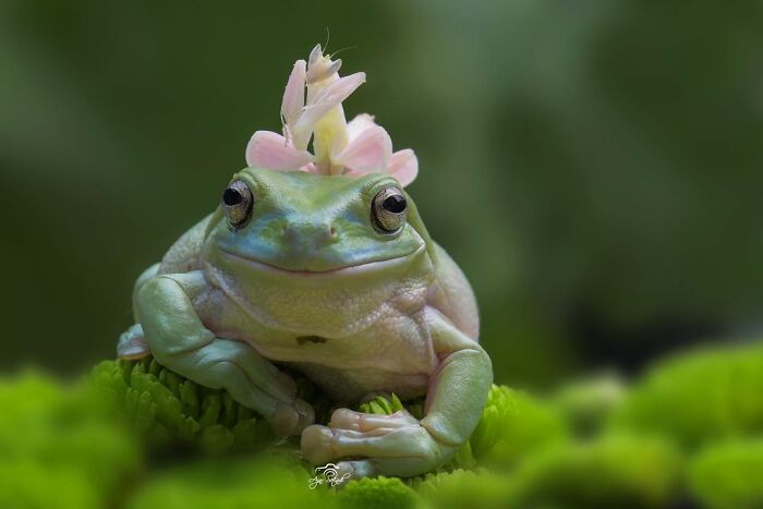 Close-up of an adorable frog with flowers on its head, resting on vibrant green moss in a natural setting.
