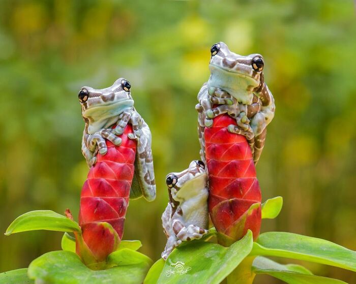 Three adorable frogs clinging to red flower buds surrounded by green leaves in a natural outdoor setting.