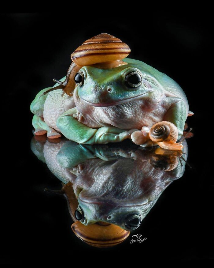 Close-up of an adorable frog with two snails on its body reflected on a shiny black surface in a nature-inspired photograph.