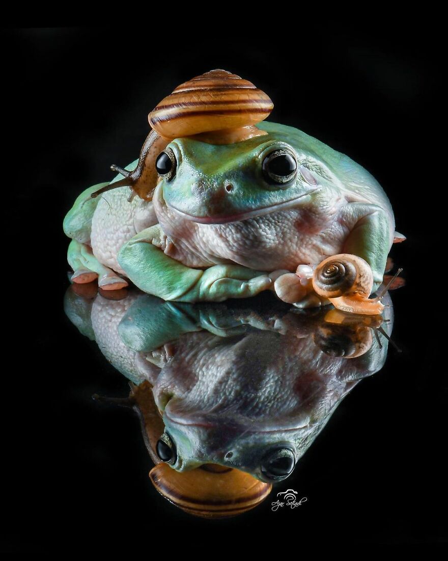 Photographer Takes Pictures Of Small Frogs Using Flowers As Umbrellas And Goes Viral