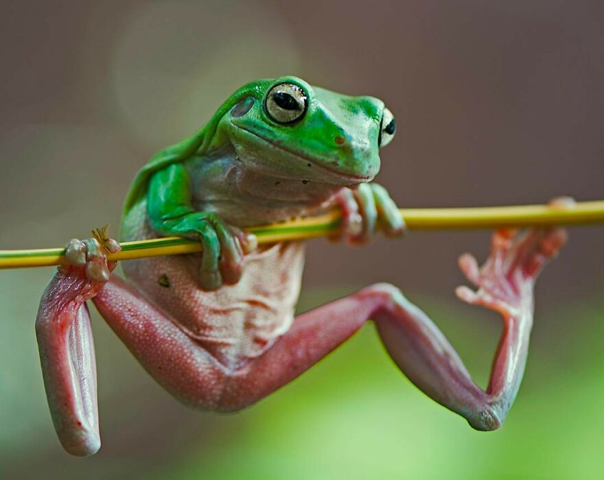 Photographer Takes Pictures Of Small Frogs Using Flowers As Umbrellas And Goes Viral