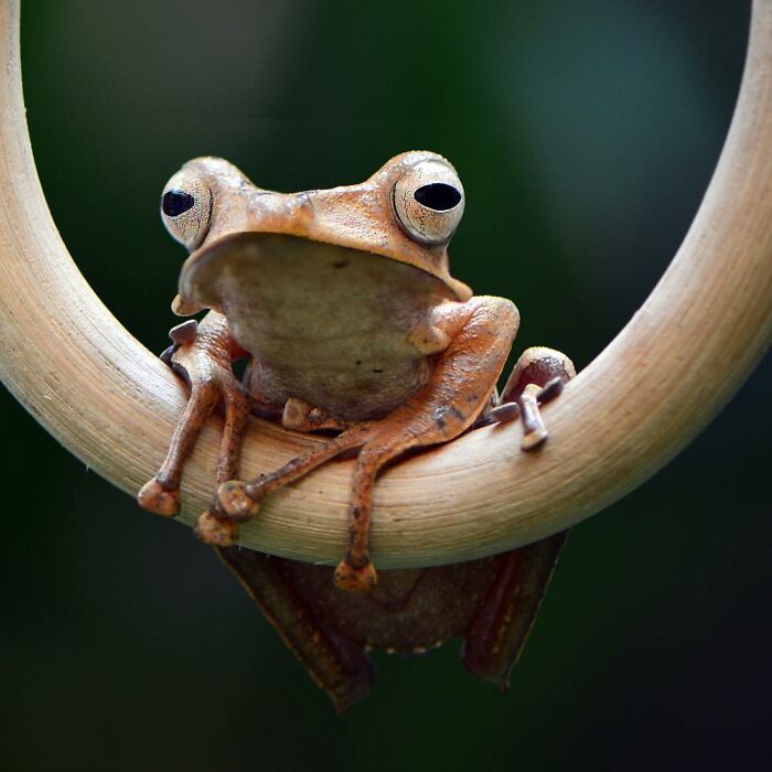 Close-up of an adorable frog perched on a curved branch showcasing its unique eyes and textured skin.