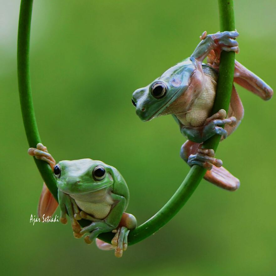 Photographer Takes Pictures Of Small Frogs Using Flowers As Umbrellas And Goes Viral