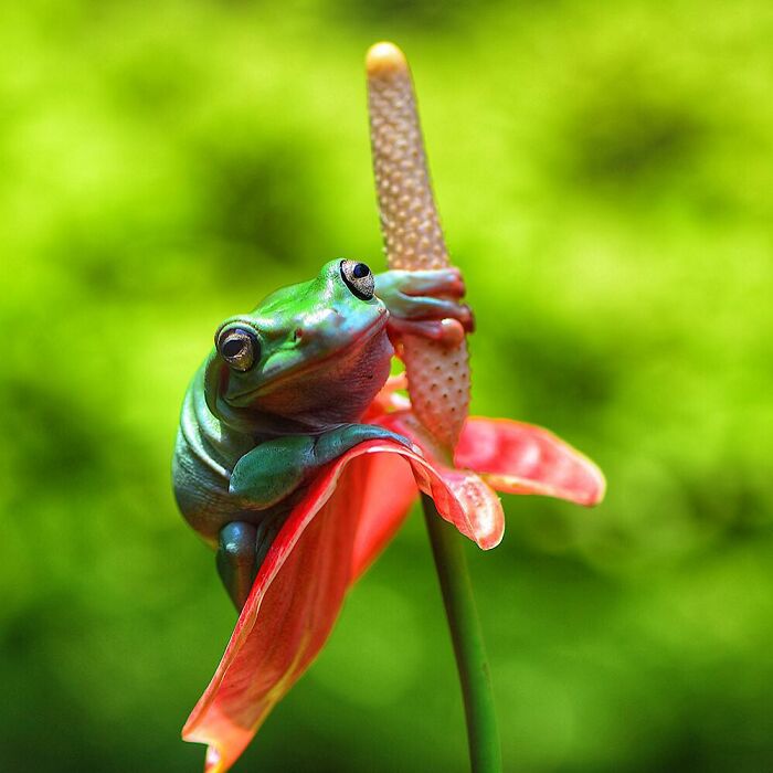Close-up of an adorable green frog perched on a red flower with a blurred green background near a natural setting.