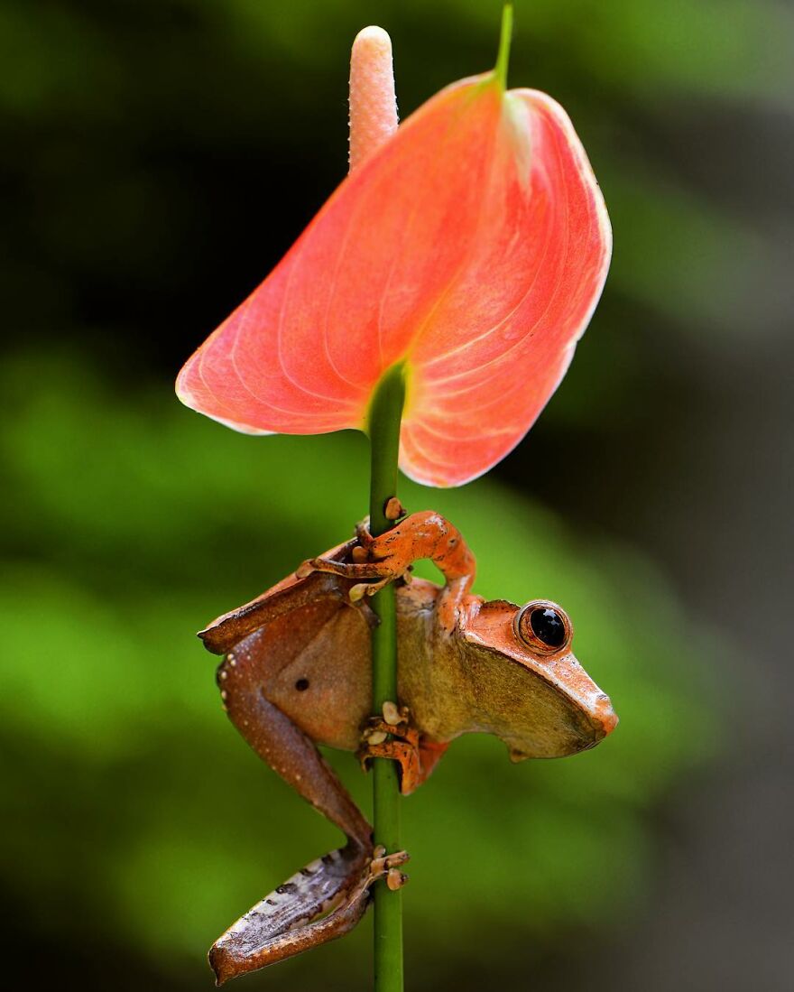 Photographer Takes Pictures Of Small Frogs Using Flowers As Umbrellas And Goes Viral
