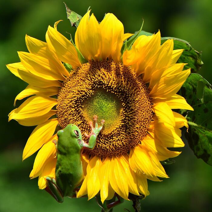 Green frog climbing on a vibrant yellow sunflower, showcasing adorable frog pictures captured near a house.