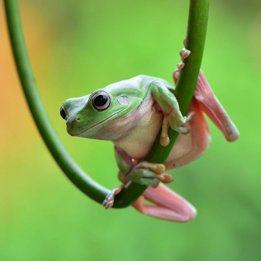 Photographer Takes Pictures Of Small Frogs Using Flowers As Umbrellas And Goes Viral