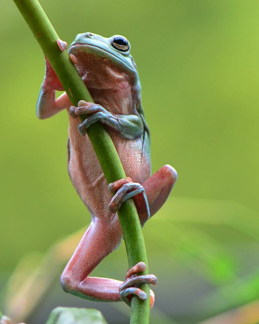 Photographer Takes Pictures Of Small Frogs Using Flowers As Umbrellas And Goes Viral
