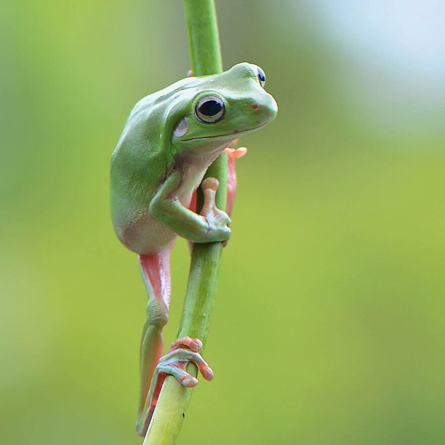 Photographer Takes Pictures Of Small Frogs Using Flowers As Umbrellas And Goes Viral