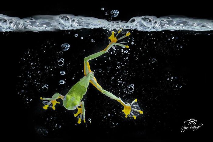 Green frog underwater with extended legs and yellow webbed feet, surrounded by air bubbles on a black background.