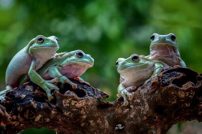 Four adorable green frogs perched closely together on a textured branch with a blurred natural green background.