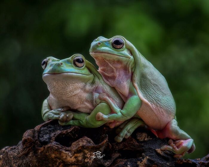 Two adorable green frogs close together on a log, captured in a detailed nature picture near a house.