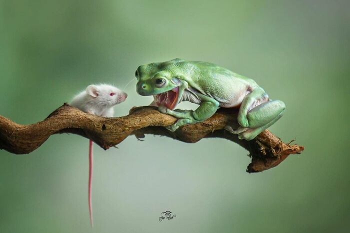 Green frog with mouth open facing a small white mouse on a branch in an adorable frog pictures close-up.