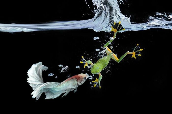 Green frog swimming underwater near a colorful fish with bubbles rising against a black background, adorable frog pictures.