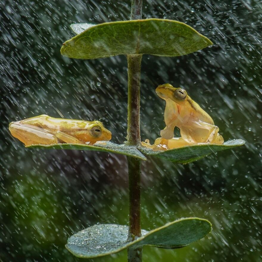 Photographer Takes Pictures Of Small Frogs Using Flowers As Umbrellas And Goes Viral