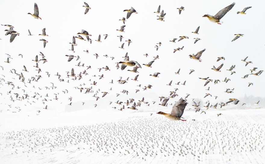 Pink-Footed Geese Meeting The Winter By Terje Kolaas (Photo Of The Year)