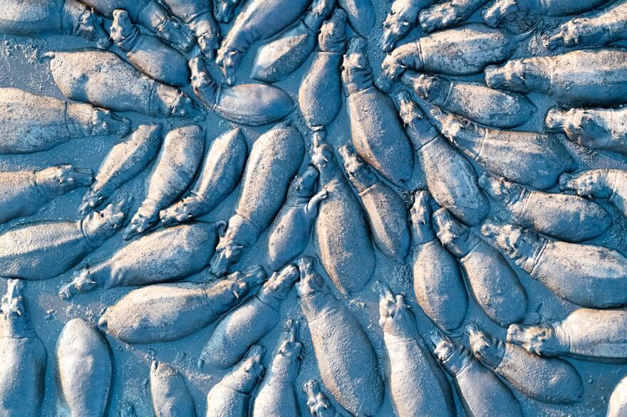 Hippopotamus Group From Above By Talib Almarri (Highly Commended In Wildlife Category)