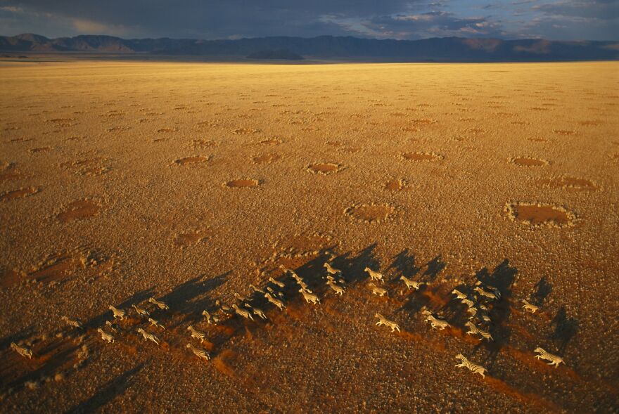 Fairy Circles By George Steinmetz (Highly Commended In Wildlife Category)