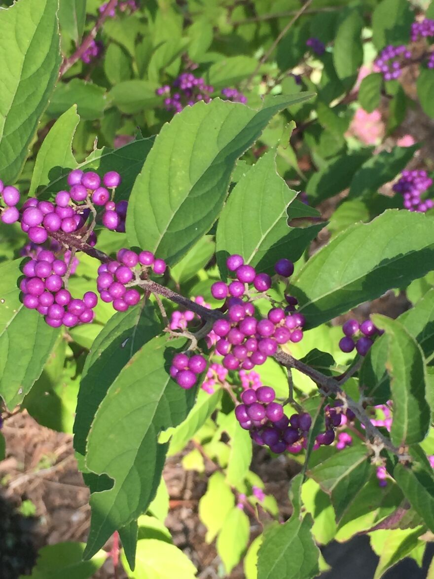 32 Ish Photos I Took Of Stuff In My Backyard This Afternoon