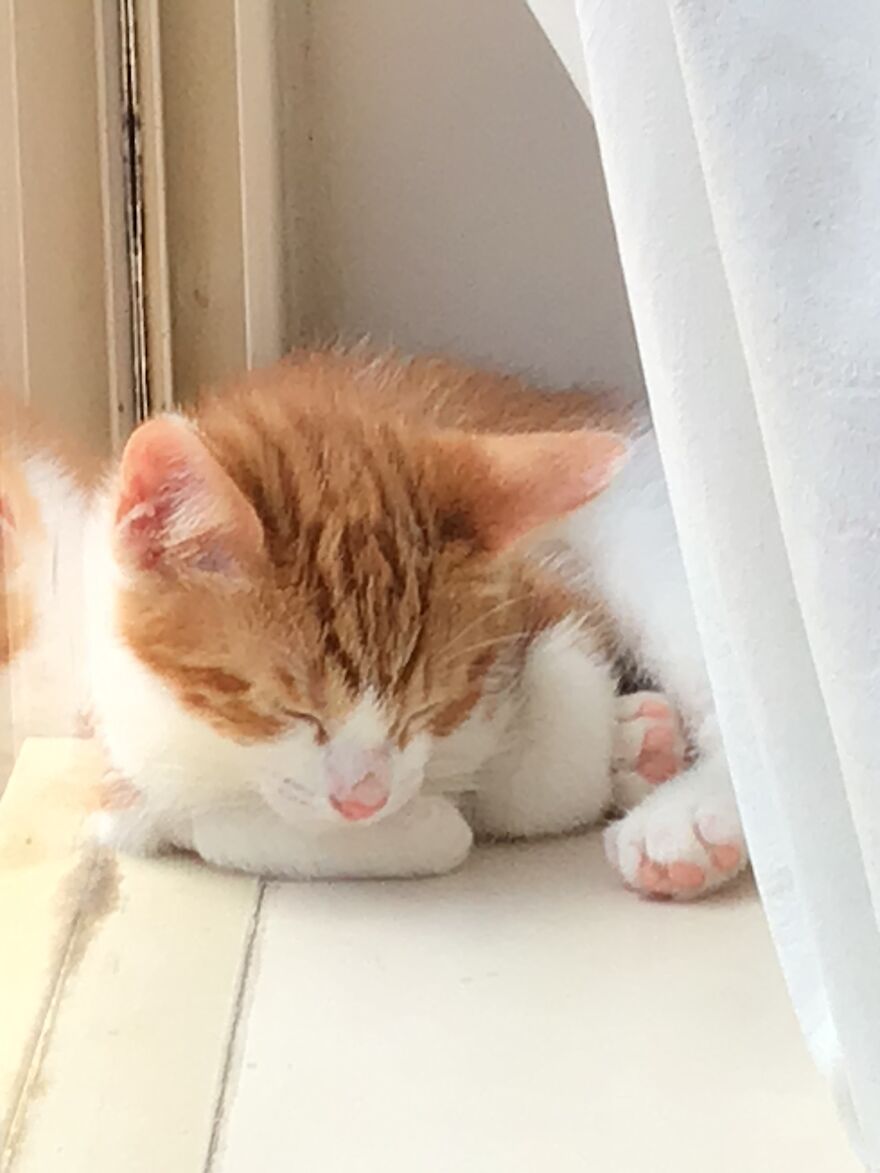 My Friend’s Kitty!