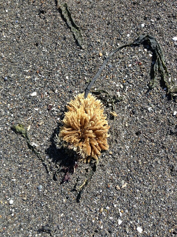 Something On The Beach