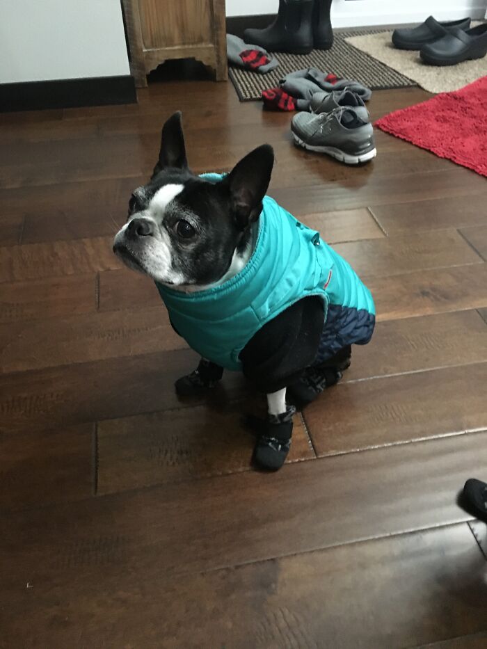 Crazy Daisy Waiting Patiently To Go Outside In The Middle Of Winter.