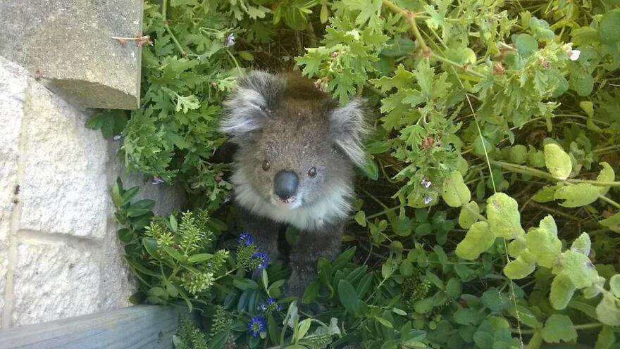 That One Time A Koala Came To Visit Me At Home.