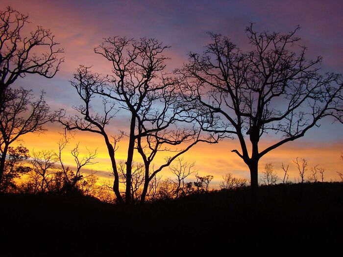 Sunset In The Jungle, There Was A Wildfire That Ravaged Acres And Acres Of It, This Was Few Years Ago And The Land Is Now Lush Green, Karnataka, India.