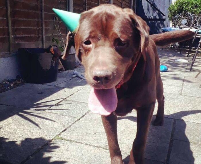 My Beautiful 14 Year Old, Vincent, Who I Have To Say Goodbye To Today