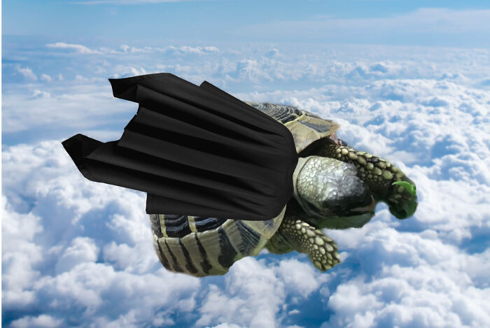 It’s Super Turtle!!!