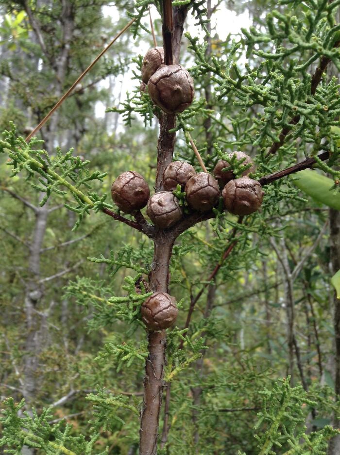 Weird Tiny Pinecones