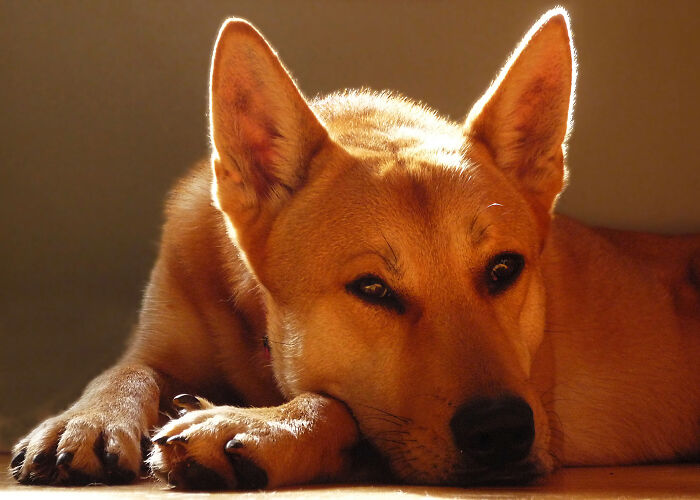 Our Carolina Brown Dog "Kean" A Few Months Before Passing At 16 Years Old