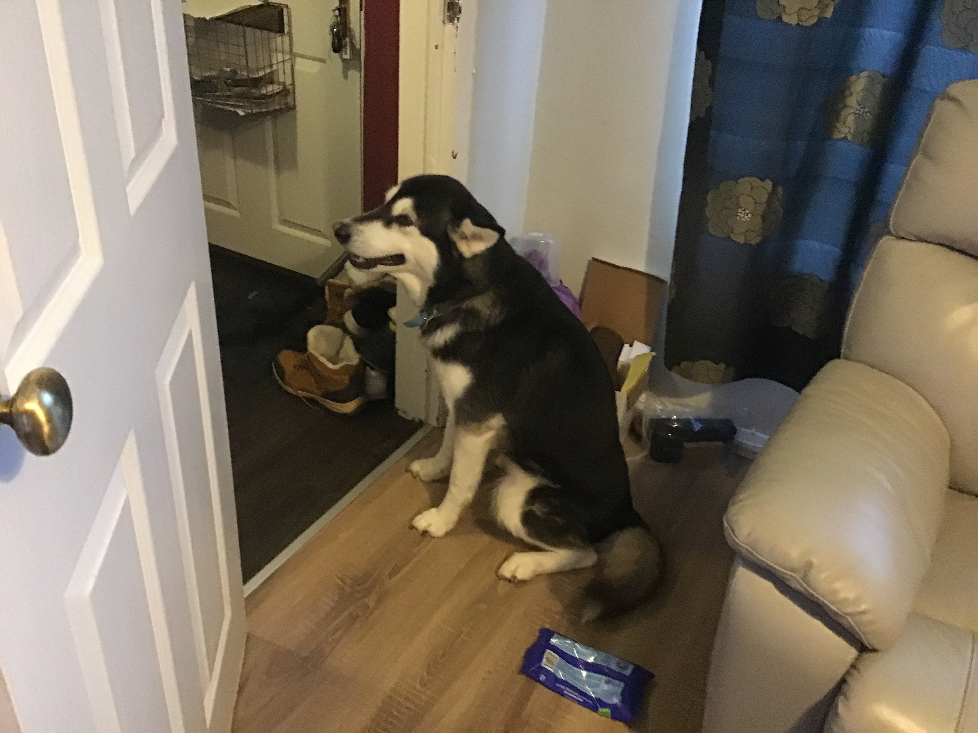 Hey Pandas, Draw My Dog Lassy In Your Own Style (Closed)