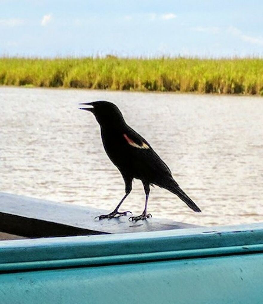 Red-Winged Blackbird