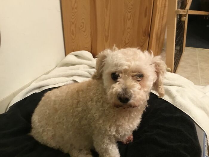 My Dog, Popcorn (R.i.p)