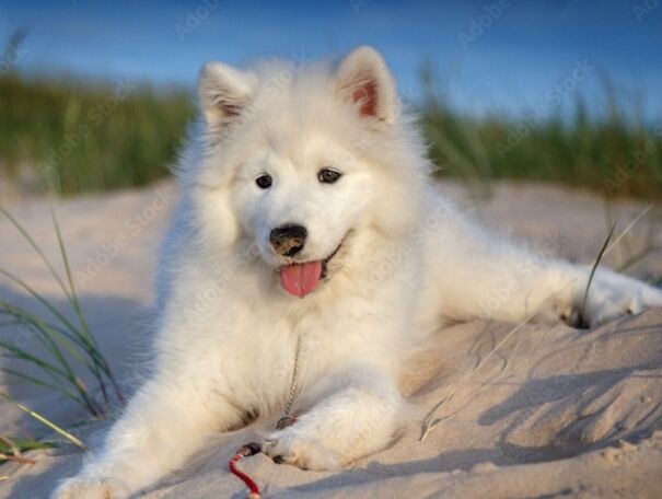 Samoyed Dog- Ready For Photoshop!