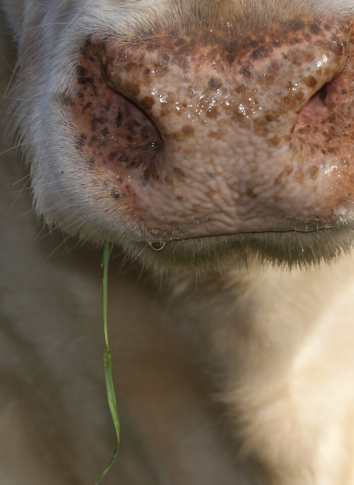 A Cow In My Neighbourhood